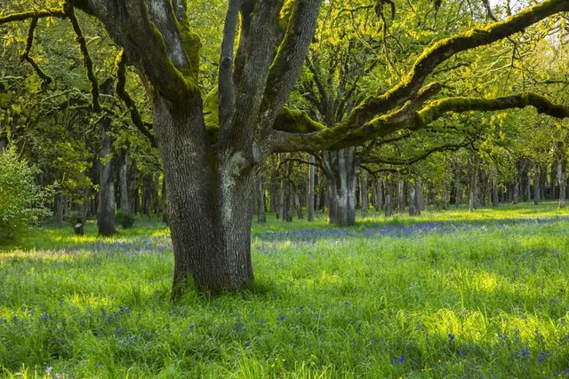 Bush’s Pasture Park Rose Garden