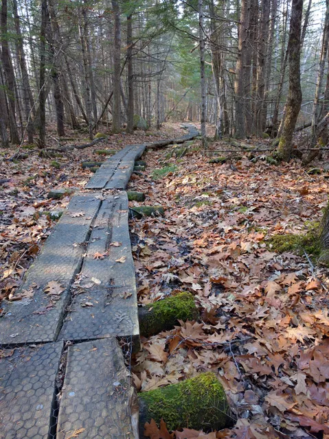 Northeast Penjajawoc Preserve