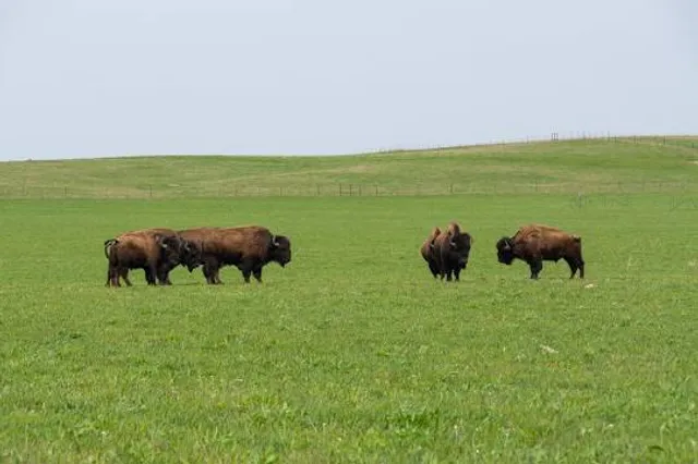 Nachusa Grasslands, The Nature Conservancy