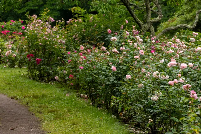 English Rose Garden