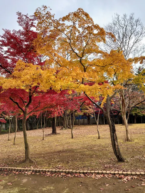 Moroyama park