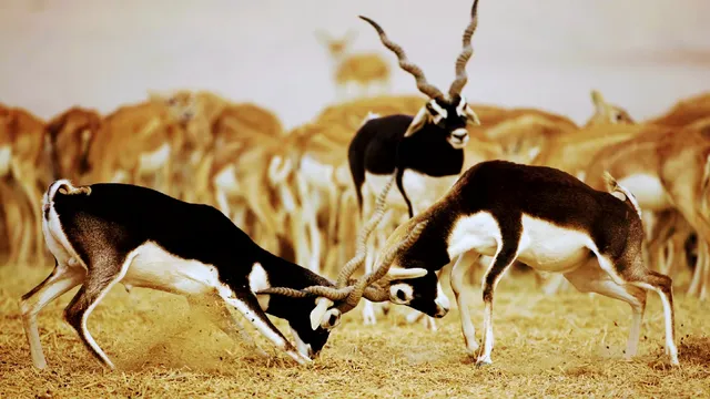 GUDA BISHNOI VILLAGE SAFARI