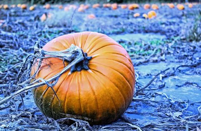 The Great Pumpkin Patch