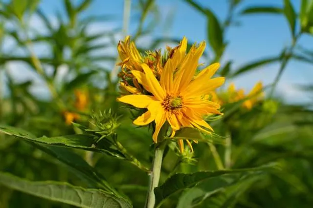 Green River State Wildlife Management Area