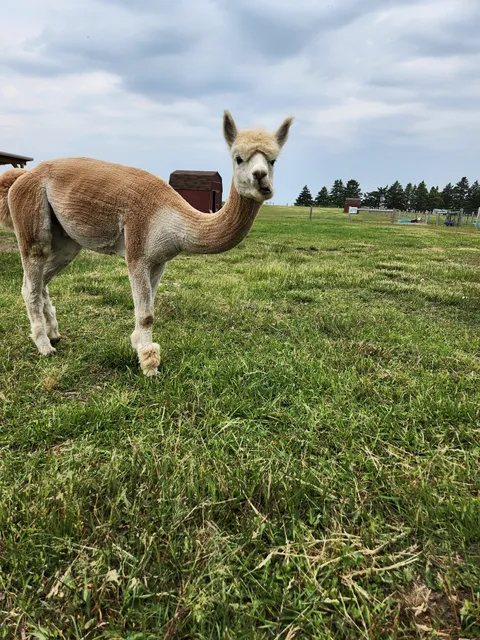 Udderly Ridiculous Farm Life