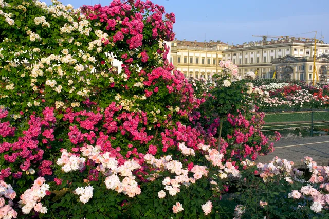 Roseto 'Niso Fumagalli'