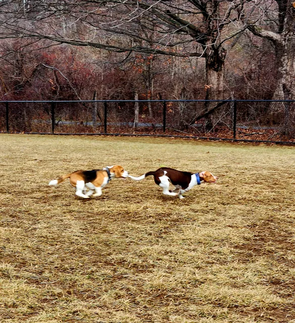 East County Park - Dog Park