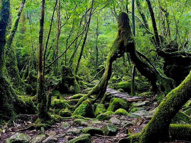 Yakushima Island