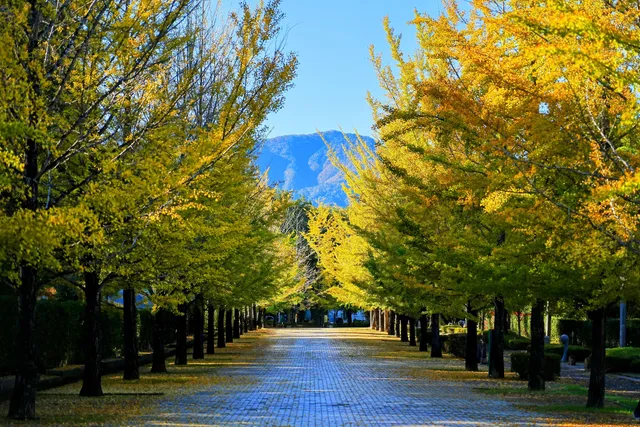 Ginkgo Tree Avenue