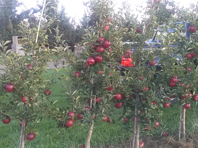 Steffens Orchard Market
