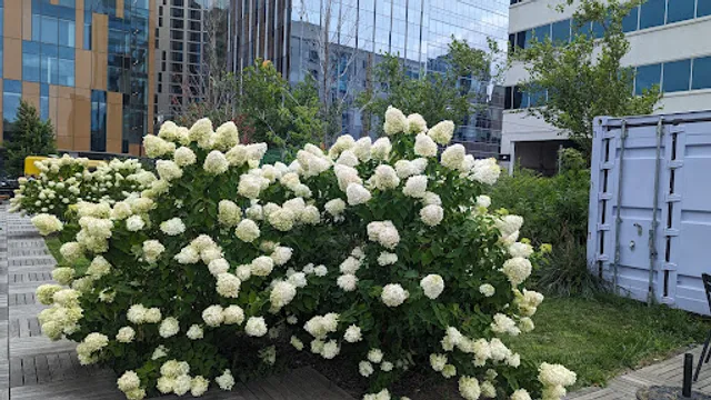 The Lawn at uCity Square