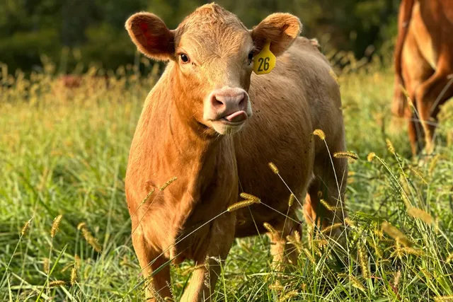 Ayers Valley Farm Meats