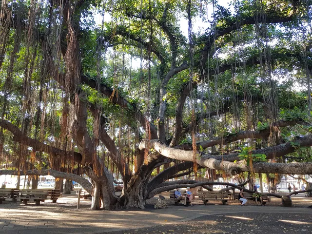 Banyan Tree Fine Art Gallery