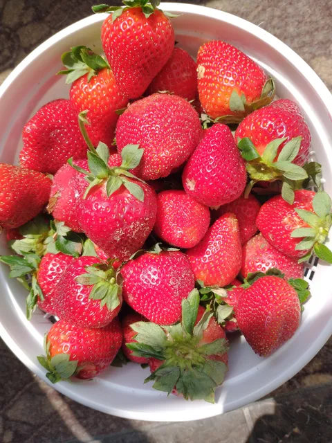 Georgia Strawberry Festival