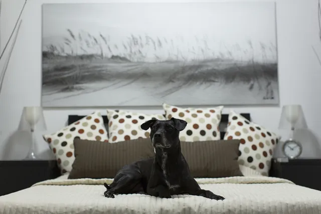 D Pet Hotels Hollywood