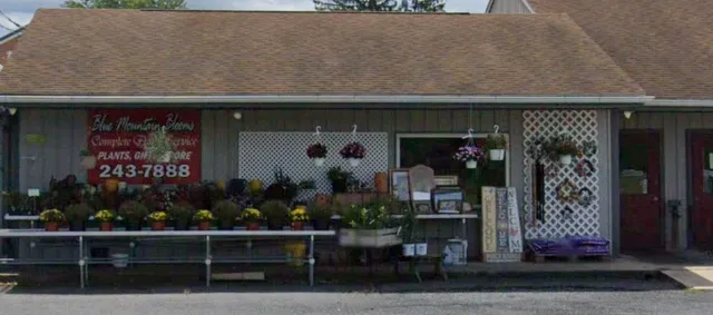 Blue Mountain Blooms