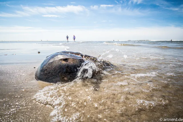 Lido Park District Park