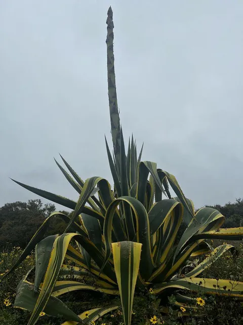 San Onofre Bluffs Campground