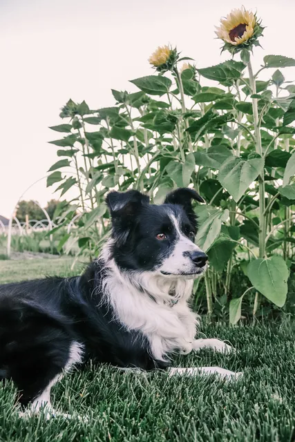 Border and Blooms Flower Farm