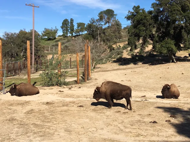 American Bison at Hart Park Barnyard