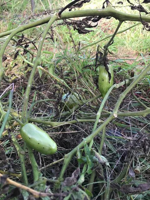The Food Project's Baker Bridge Farm