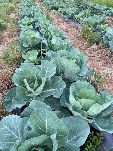 C Watts Farm LLC. Curtis Watts