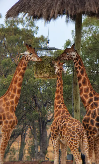 Savannah Cabins, Taronga Western Plains Zoo