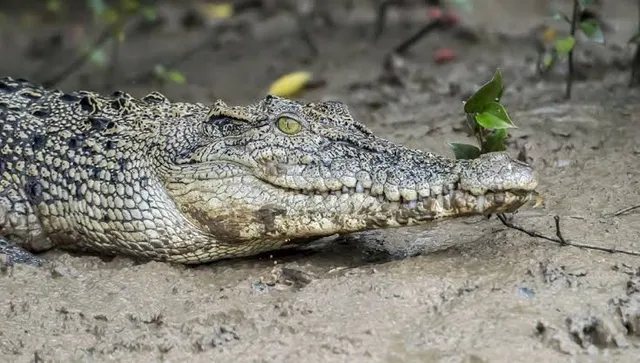 Bhittarkanika King Cobra Jungle