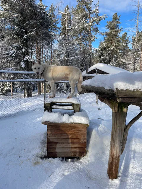 Polar Speed Retket Ky