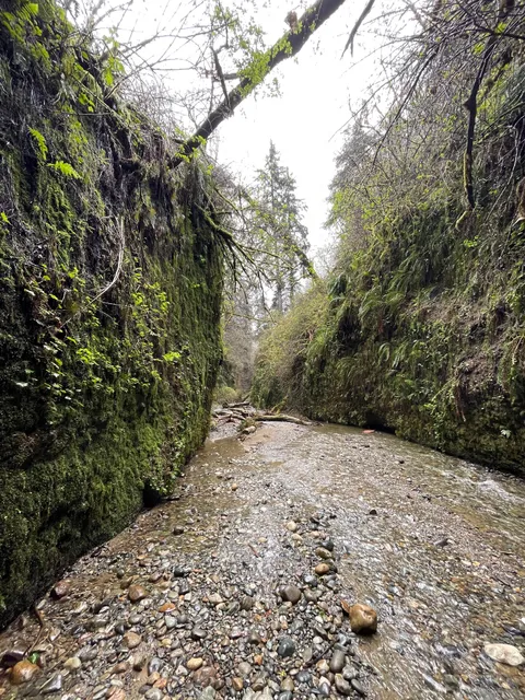 Fern Canyon