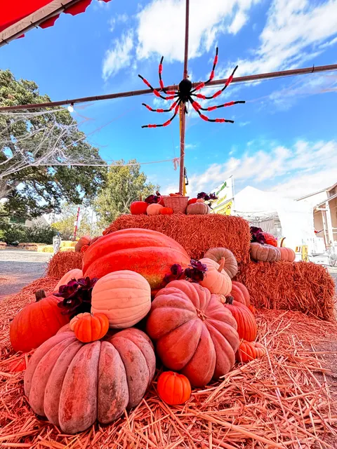 Smith’s Pumpkin Patch and Christmas Trees