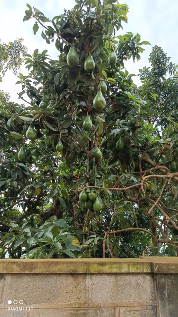 KEITYLIN HEIGHTS APARTMENT