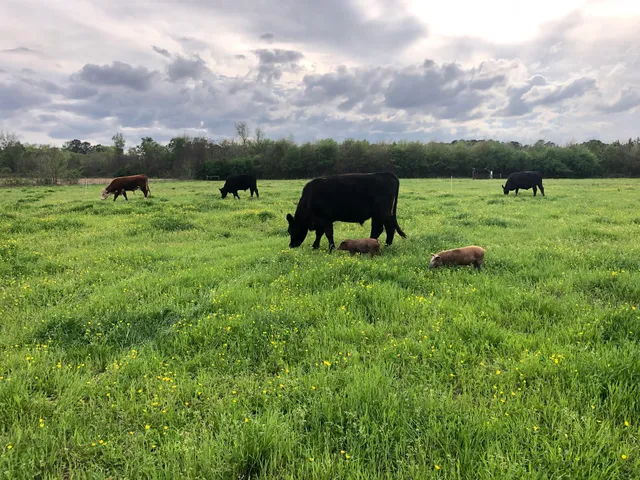 Ballance Family Farm