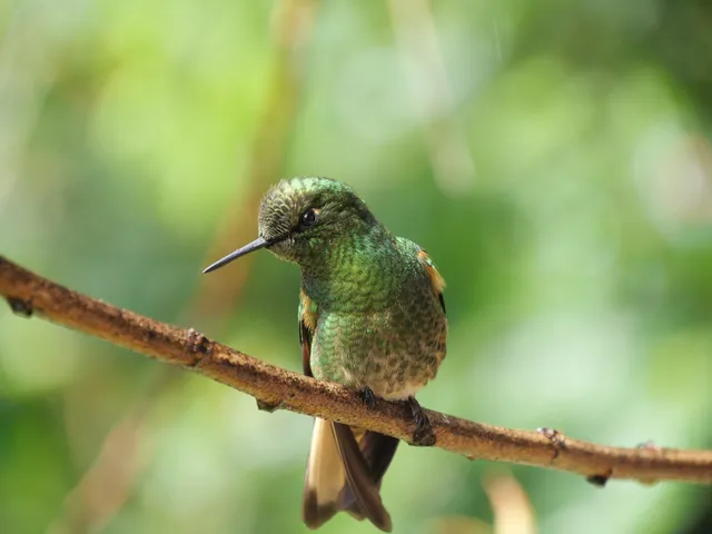 Casa de los Colibríes del Valle de Cocora