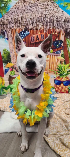 Dogtopia of Atascocita