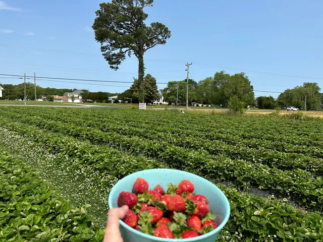 Vaughan Farms' Produce