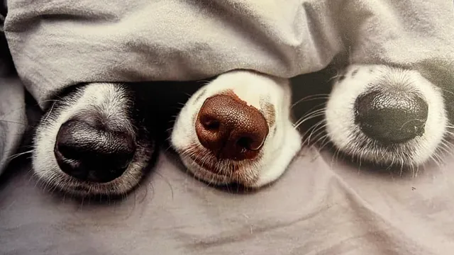 Cold Noses Pet Salon