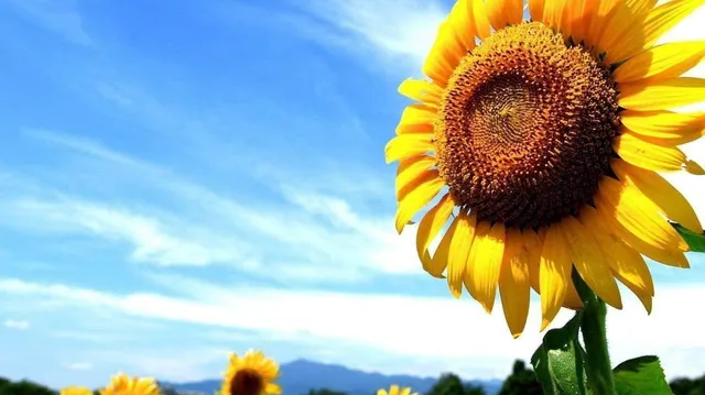 Napraforgó Apartmanok-Balatonfűzfő