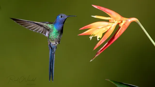 Jardin de los Picaflores