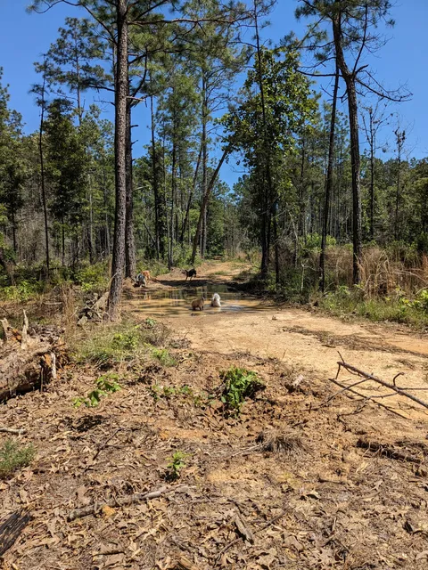 Kisatchie National Forest