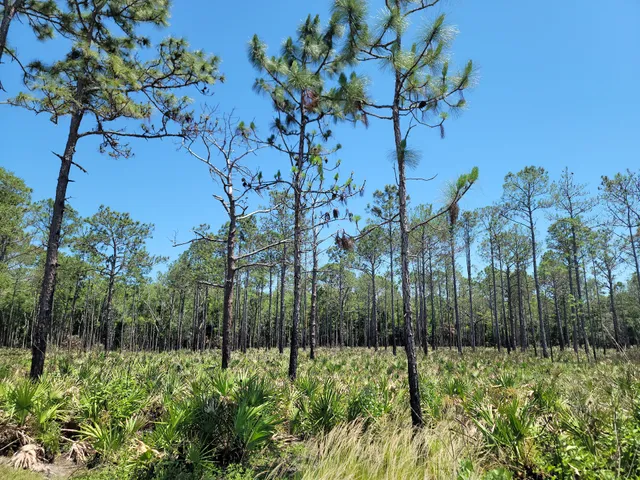 Back Country Campsite #2
