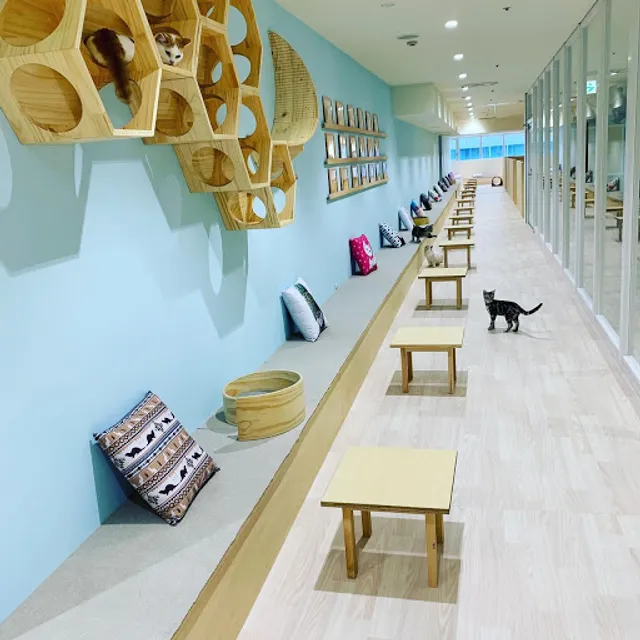 Cat Caf MOFF Shizuoka PARCO Ten