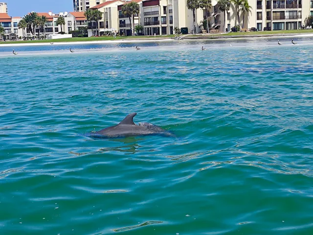 Encounters With Dolphins