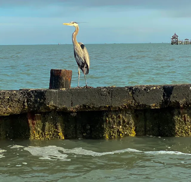 Rockport Birding and Kayak Adventures