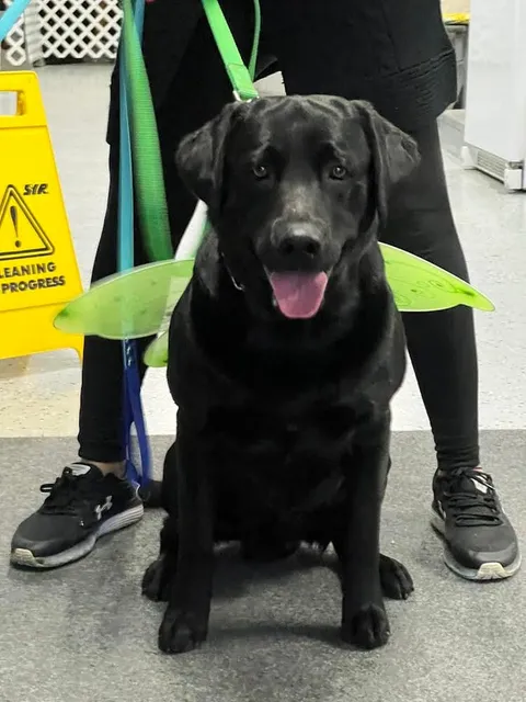 Bailey's Journey ~ Canine Swim Therapy