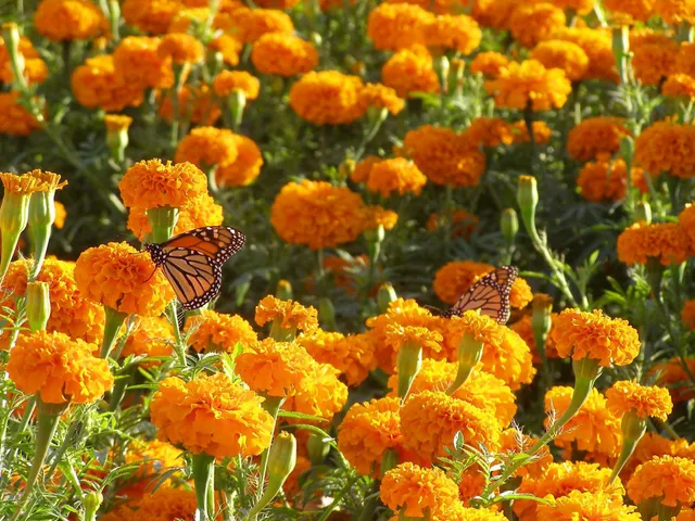 Arnosky Family Farm & Market