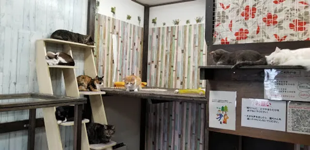 保護猫カフェlove.lab(ラブ.ラブ)