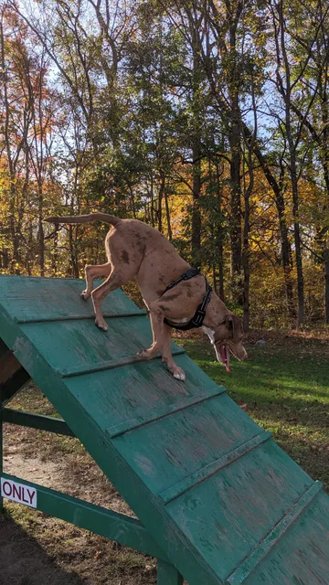 Duke's Dog Run at Freedom Park