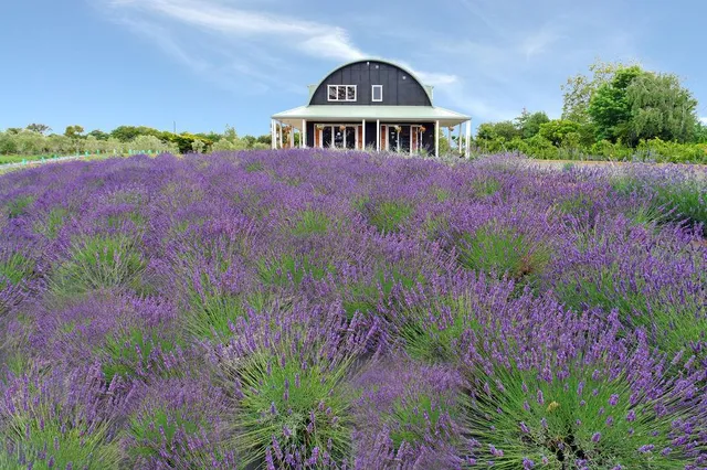 Lavender Hill Accommodation and Distillery