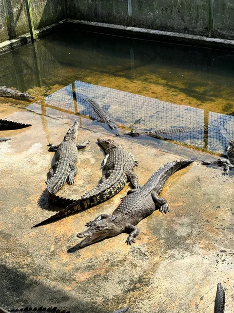 Long Kuan Hung Crocodile Farm Pte Ltd (NO WALK IN VISIT! ONLY GUIDED TOUR)